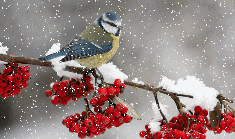 Festa dell\'anziano - domenica 14 dicembre 2025